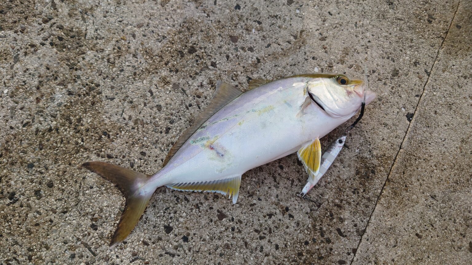 秋の小型青物祭り♪ / fish-eaters